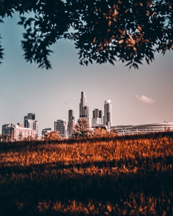 Brown Grass