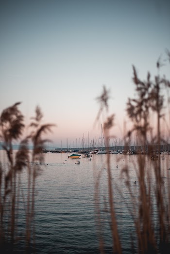 Brown Grass Beside Beach