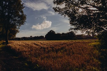 Brown Grass Field
