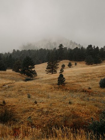 brown grass field and trees covered with fog during daytime