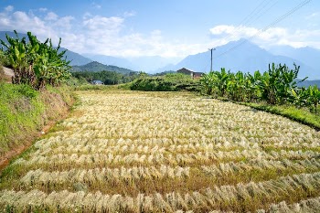Brown Grass Field Near Green Trees Under Blue Sky