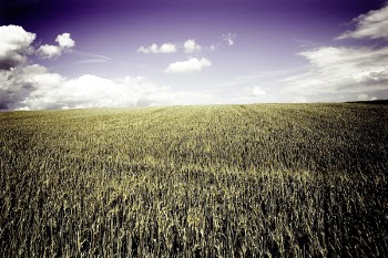 Brown Grass Field Under White Cloudy Blue Sky