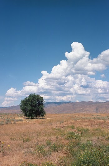 Brown Grass Field  With A Single Tree Under Cloudy Sky