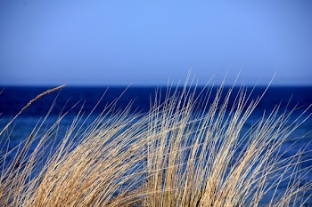 Brown Grass Near Calm Water