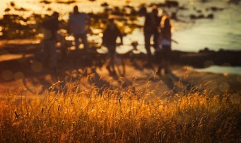 Brown Grass Near People and Ocean