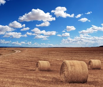 Brown Grass Under Clear Blue Sky Under during Time