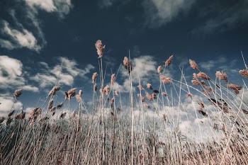 brown grasses with flowers under white clouds at daytime low angle photography