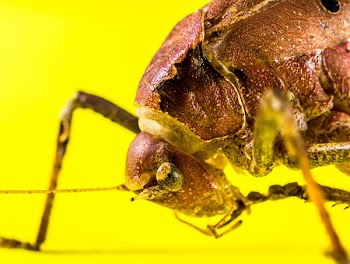 Brown Grasshopper
