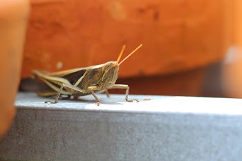 Brown Grasshopper