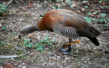 Brown, Gray, White, and Black Goose
