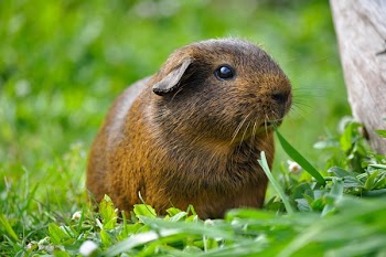 Brown Guinea Pig