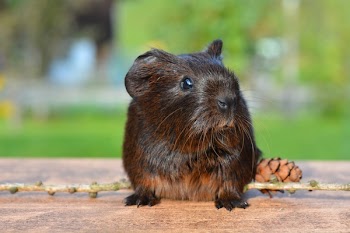 Brown Hamster