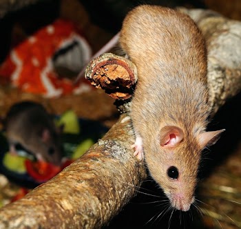 Brown Hamster on a Tree Branch