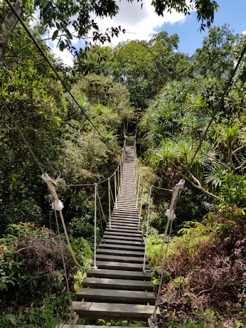 Brown Hanging Bridge Surrounded by Trees