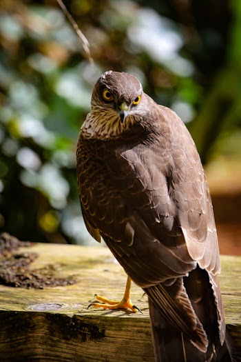 Brown Hawk on Brown Wooden Slab