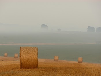 brown hay