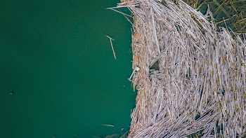 Brown Hay on Body of Waer