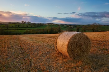 Brown Hay on Grass Field