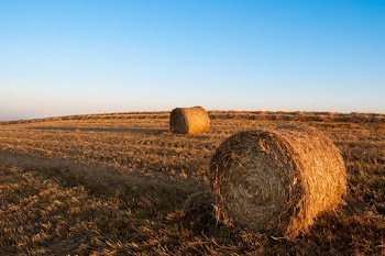 Brown Hay Stocks