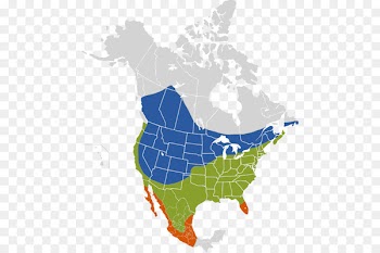 Brown-headed cowbird Brood parasite Eastern phoebe United States of America - bird 