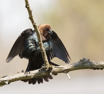 Brown-headed cowbird. Free public domain | Free Photo - rawpixel