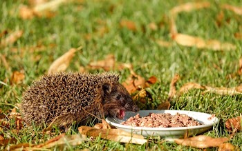 Brown Hedgehod About to Eat on White Ceramic Plate With Brown Dish on Green Grass Field