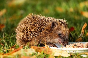 Brown Hedgehog Eating on Green Grass