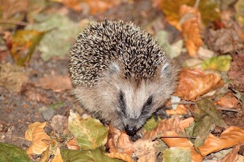 Brown Hedgehog on Brown and Green Leaves
