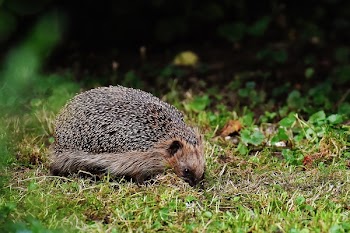 Brown Hedgehog on Grass