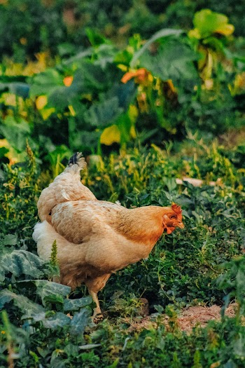 Brown Hen