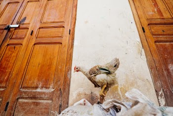 Brown Hen Near Wall