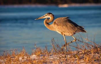 brown heron near body of water