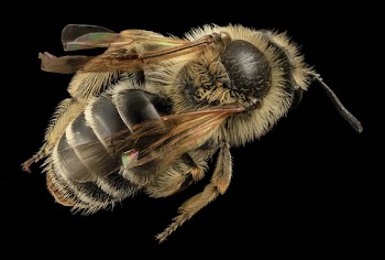 Brown Honeybee