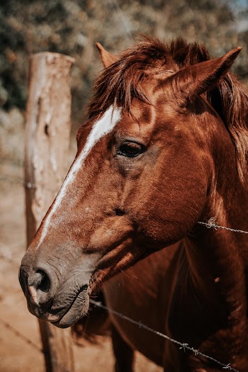 Brown Horse