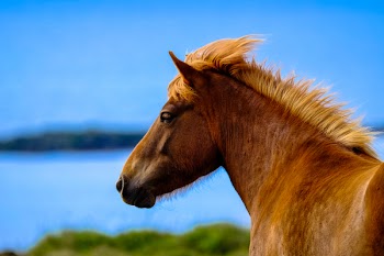 Brown Horse