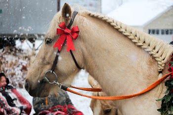 Brown Horse