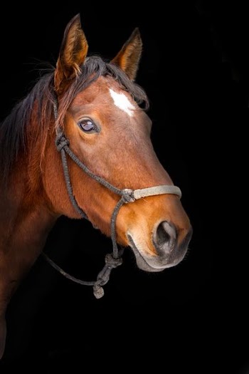 brown horse