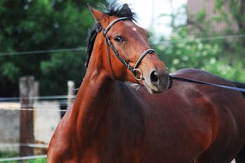 Brown Horse