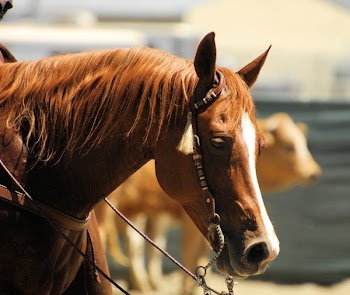 Brown Horse