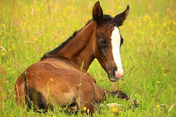 Brown Horse