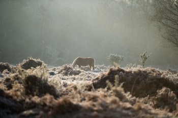 brown horse
