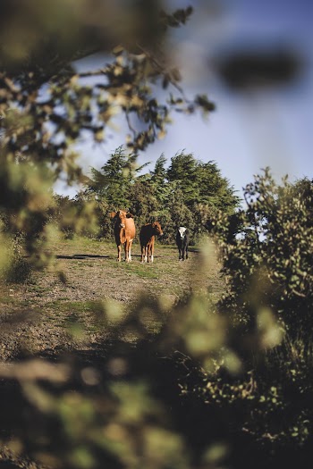 Brown Horse