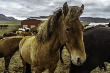 Brown Horse