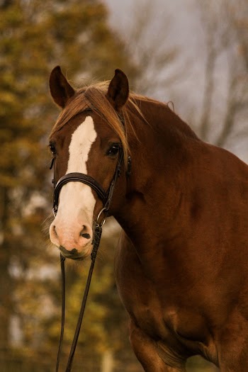 Brown Horse