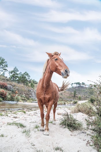 Brown Horse