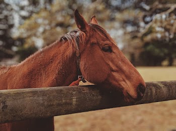 Brown Horse 