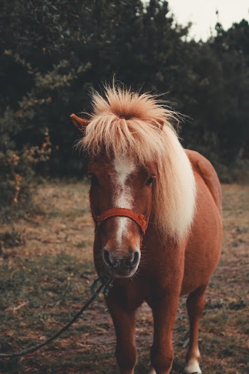 Brown Horse