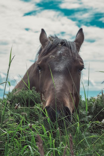 Brown Horse