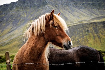 Brown Horse Beside Gray Barb Wire