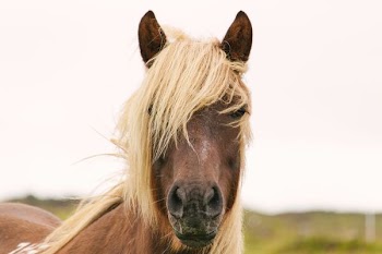 brown horse closeup photo